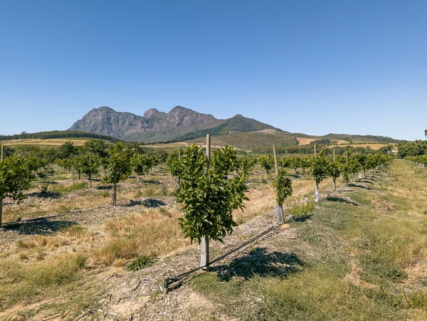 Weinanbau auf Farm in Paarl
