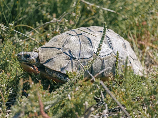 Pantherschildkröte im Cape Point Nationalpark