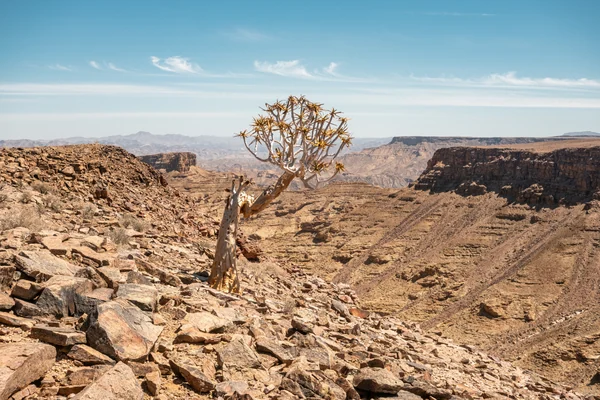 Titelbild für Die wilde Natur Namibias