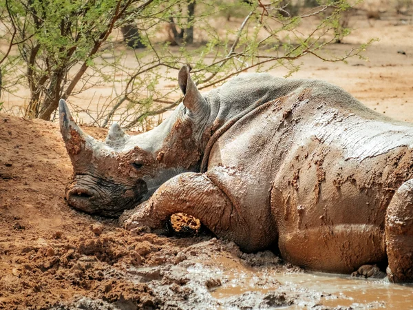 Nashorn im Schlammbad