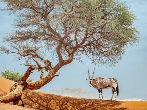 Oryx in der Namibwüste