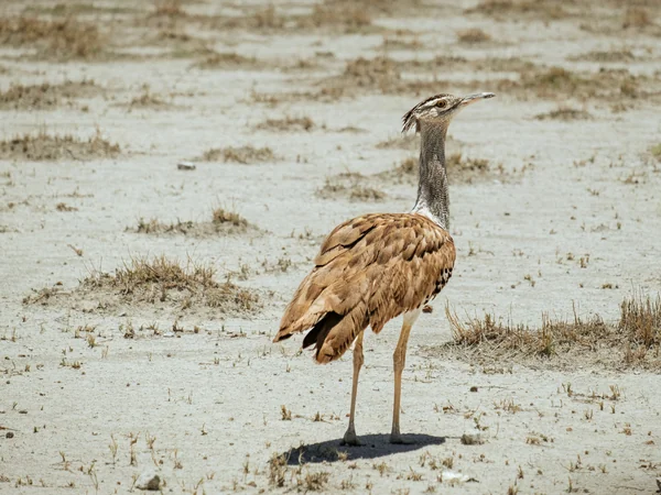 Riesentrappe im Etosha-Park