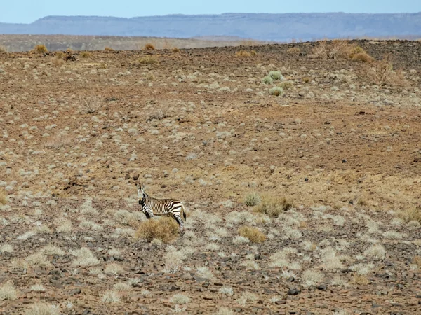 Zebra in Steppe Fish River Canyon