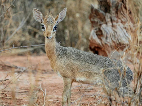 Dikdik am Waterberg
