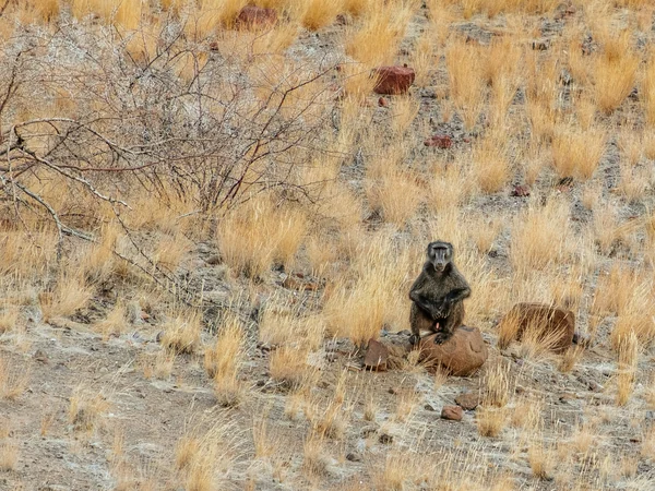 Titelbild für Safari in Namibia: Eine Reise durch die Tierwelt Südwestafrikas