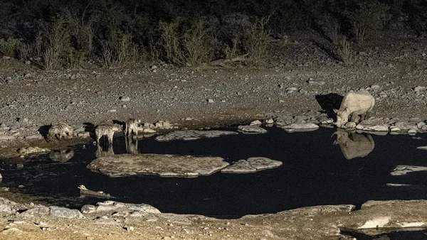 Hyänen und Nashorn am Wasserloch bei Nacht
