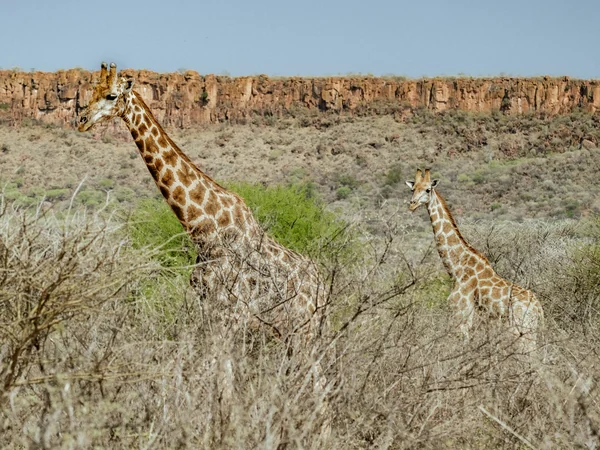 Giraffen am Waterberg