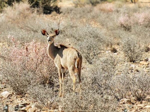 Kudu im Busch