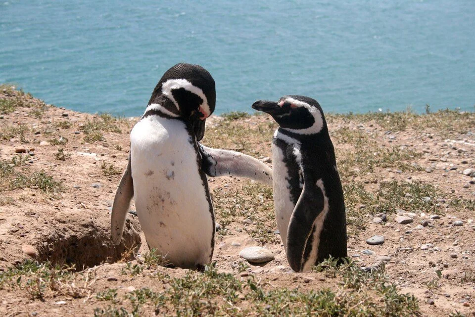 Magellan-Pinguine auf der Halbinsel Valdés an Patagoniens Atlantikküste.