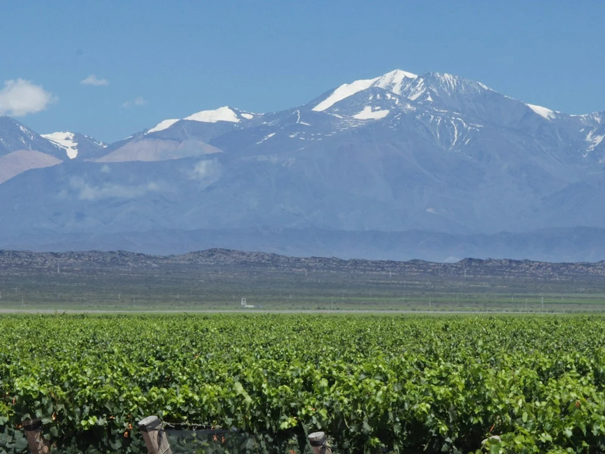 Grüne Rebzeilen in Mendoza vor schneebedeckten Andengipfeln unter blauem Himmel.