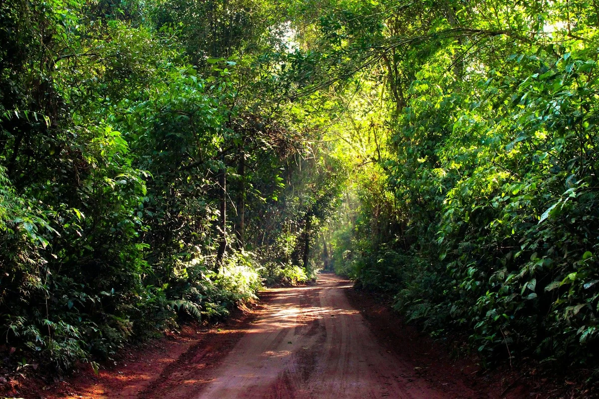 Roter Besucherweg unter dichtem grünem Blätterdach am Besucherzentrum des Iguaçu-Nationalparks in Brasilien.