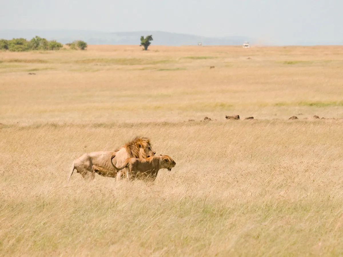 Urlaub in Kenia: Die schönsten Reiseziele für eine Rundreise