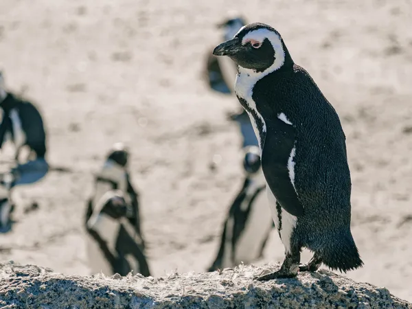 Afrikanischer Pinguin am Boulders Beach