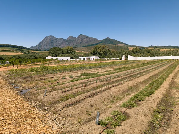 Babylonstoren Farm mit Gebiergskette