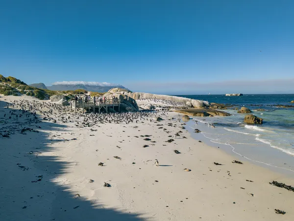 Boulders Beach Simons Town