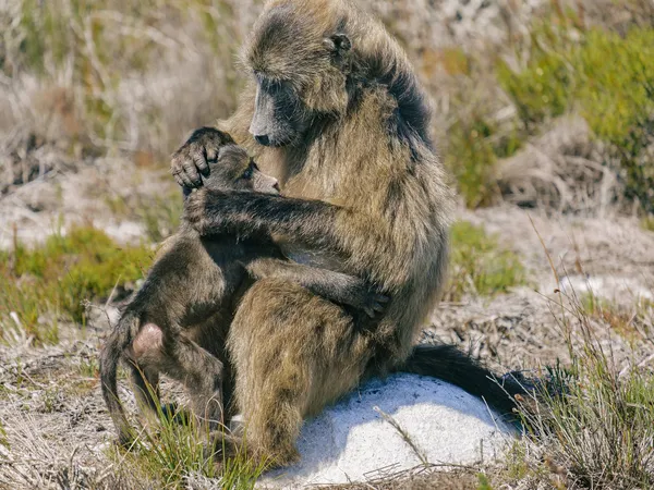 Pavianmutter beim Stillen