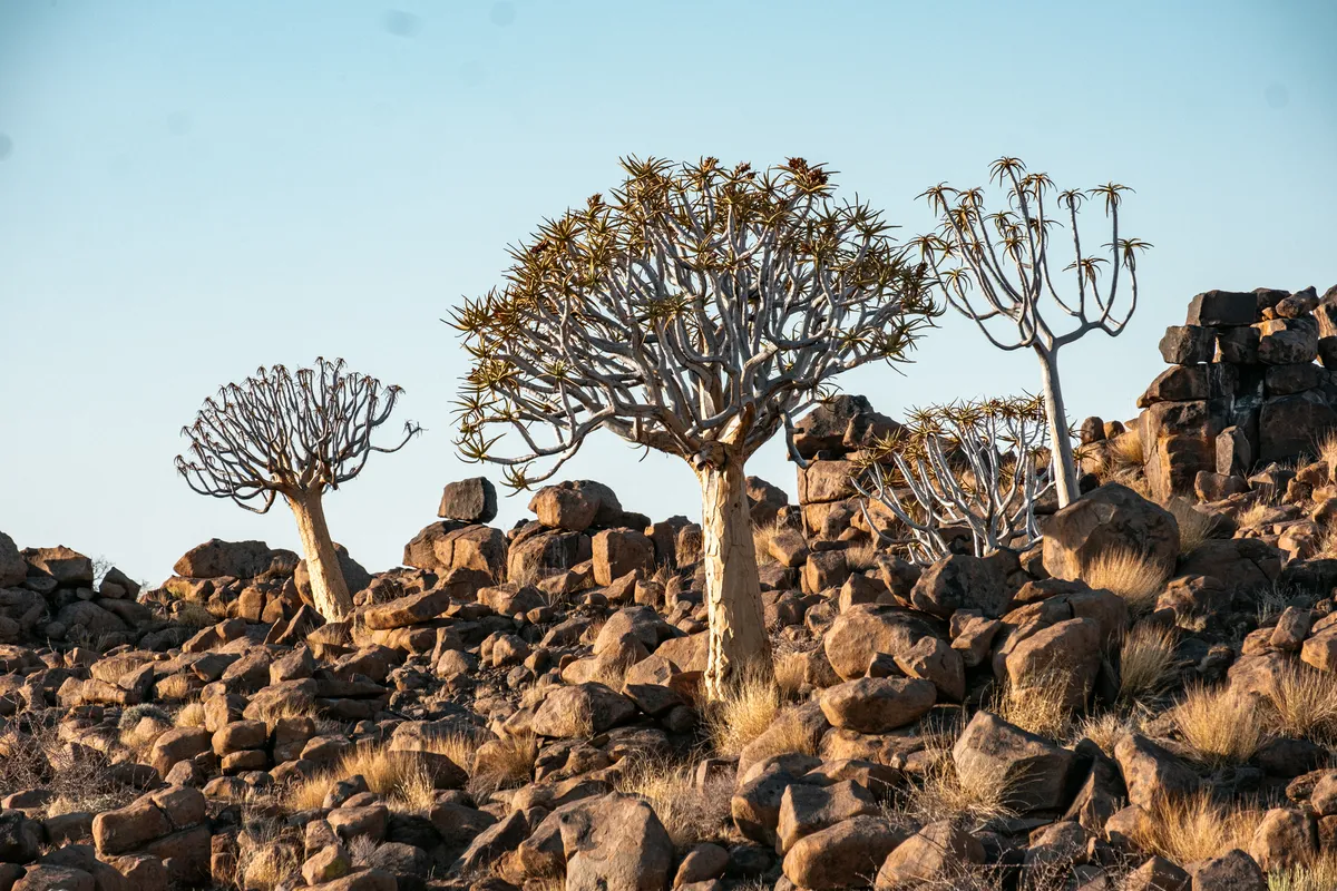 Köcherbäume in Keetmanshoop