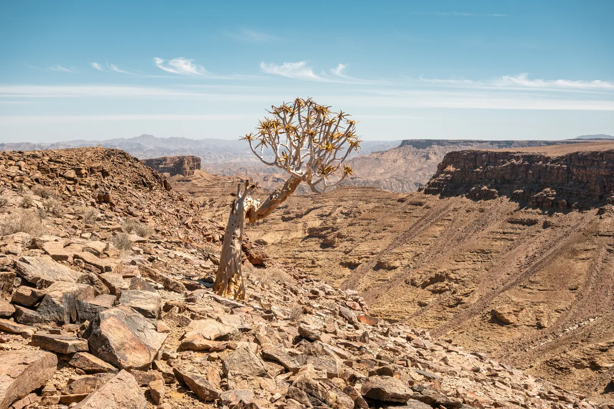 Körberbaum vor dem Fish River Canyon