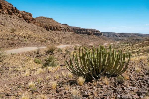 Kaktus und Canyon