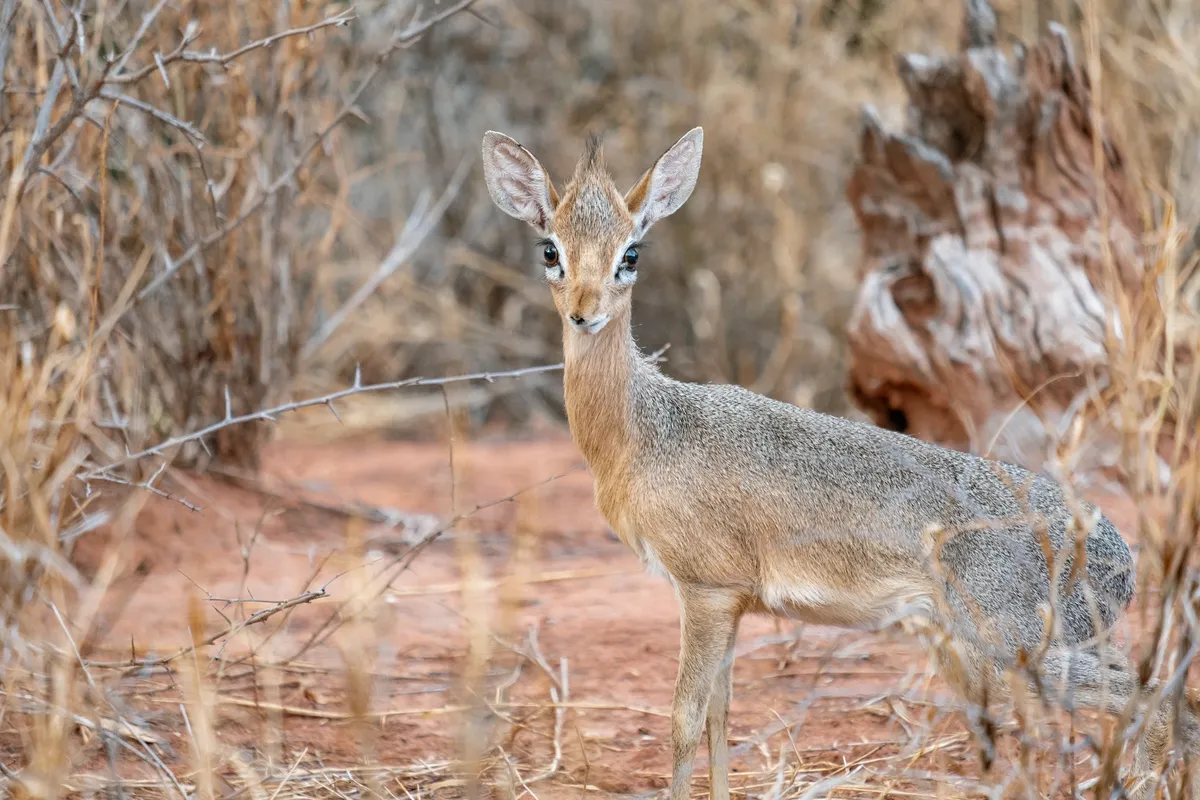 Dikdik am Waterberg