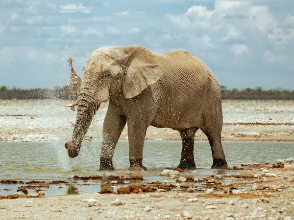 Elefant spritzt Wasser am Wasserloch