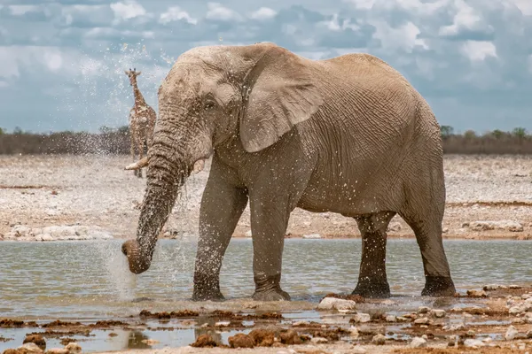 Elefant spritzt Wasser