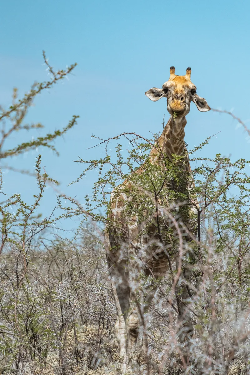 Giraffe mit Dornbüschen.