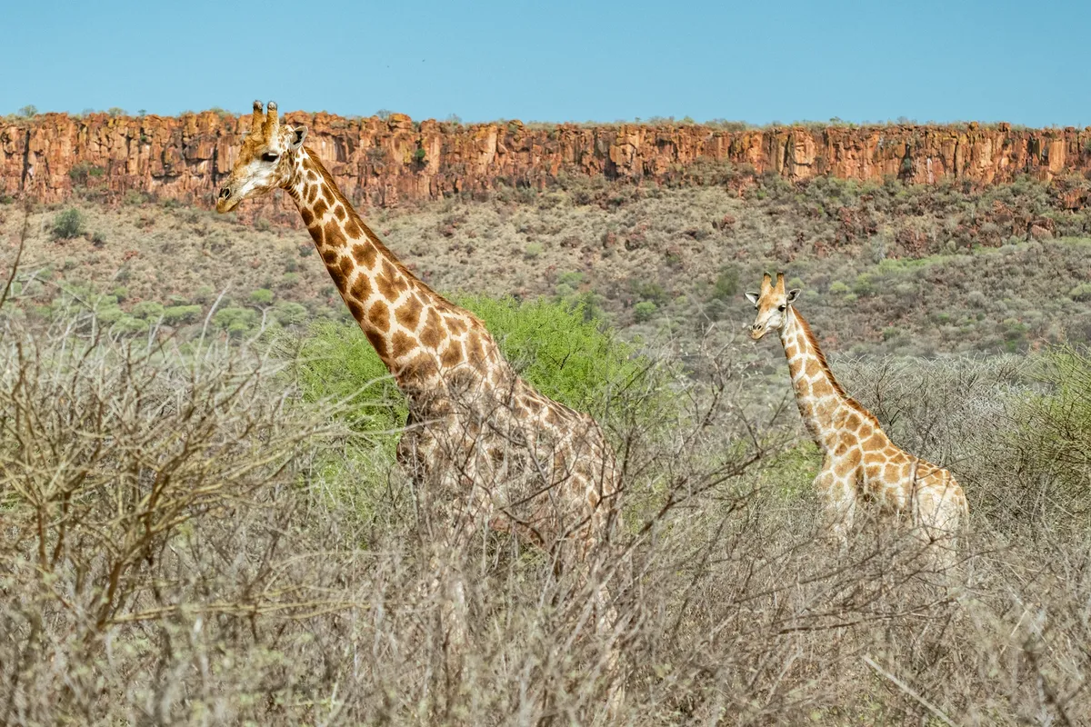 Giraffen am Waterberg