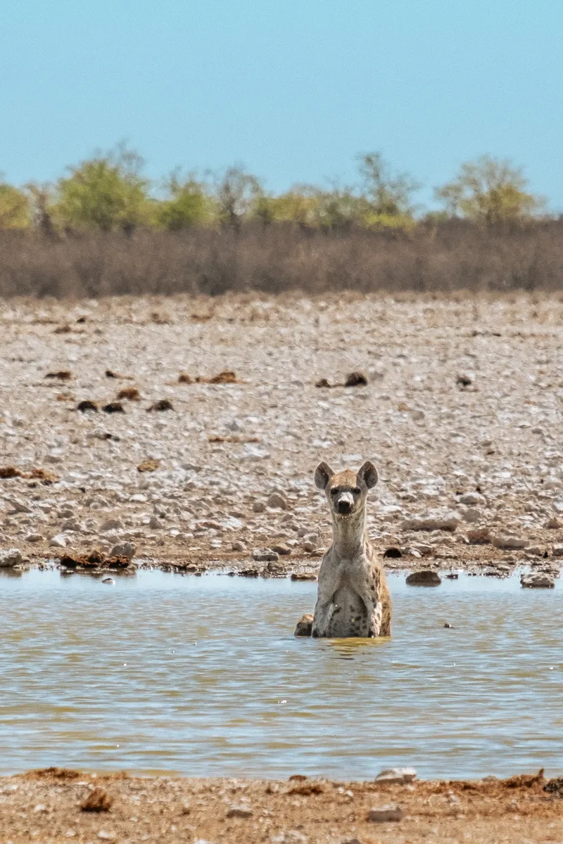 Hyäne im Wasser