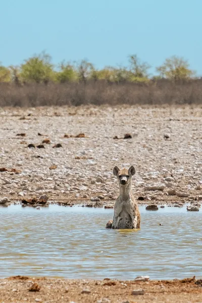 Hyäne im Wasser