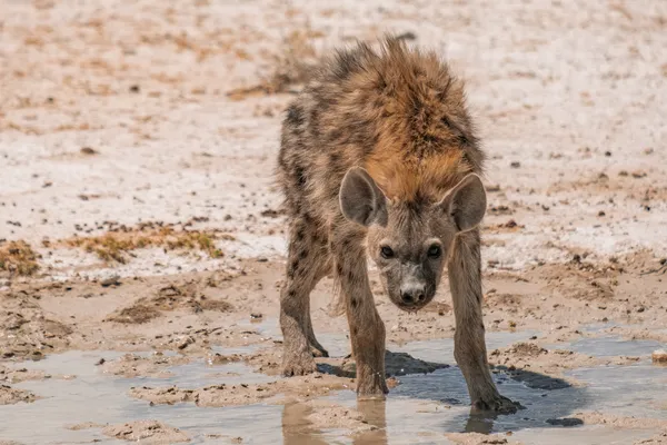 Safari in Namibia: Eine Reise durch die Tierwelt Südwestafrikas