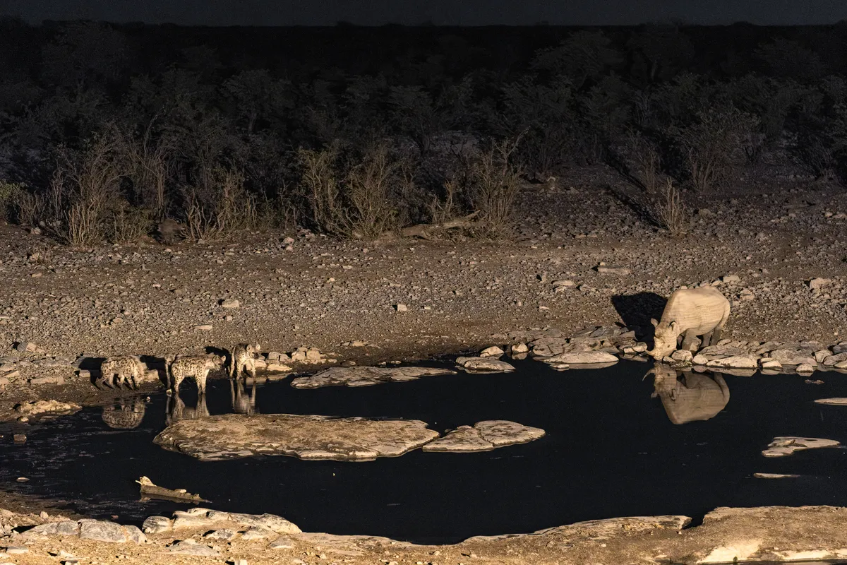 Hyänen und Nashorn am Wasserloch bei Nacht