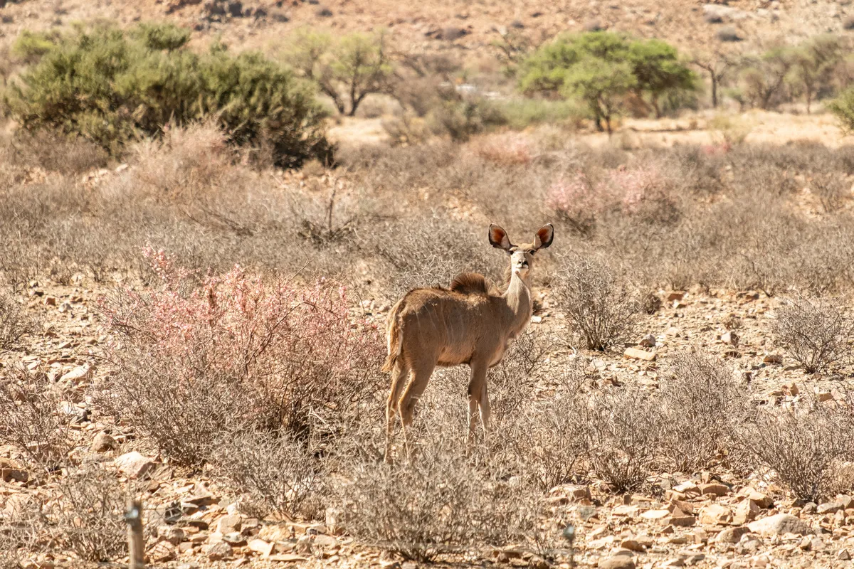 Kudu im Busch