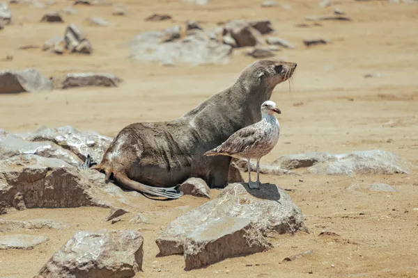 Möwe und Robbe