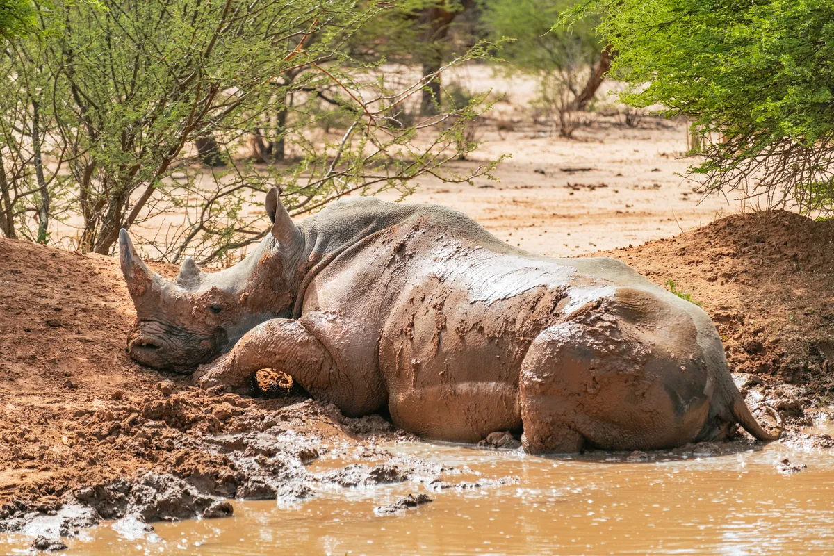 Nashorn im Schlammbad