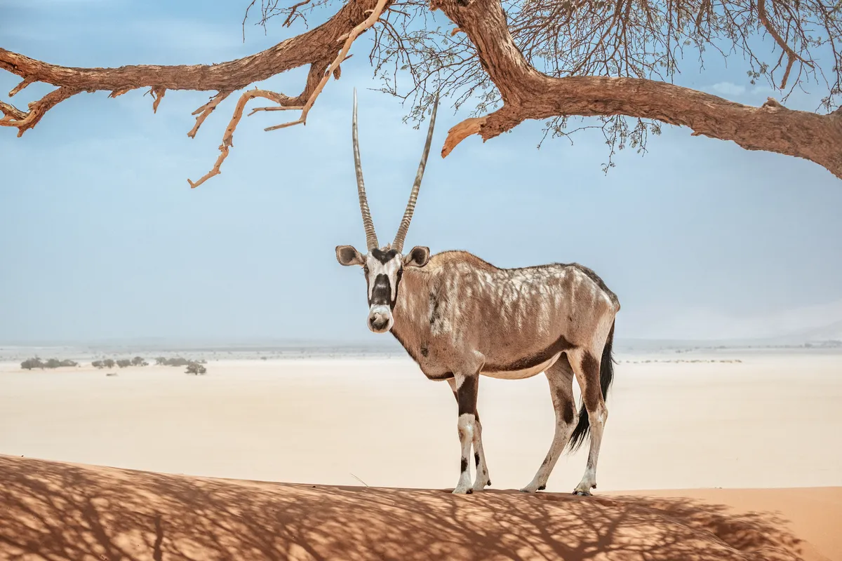 Oryx Nahaufnahme vom Gesicht