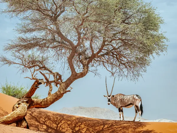 Oryx in der Namibwüste