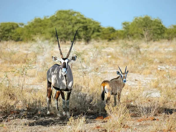 Oryx mit Baby im Schatten