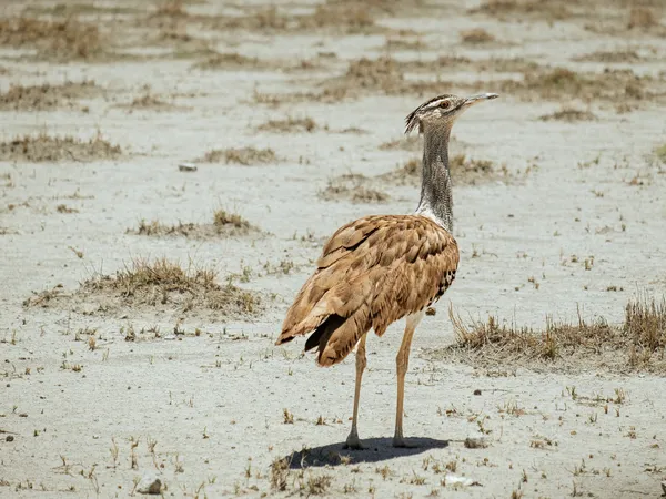 Riesentrappe im Etosha-Park
