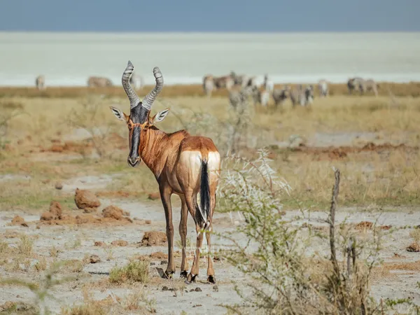 Rote Kuhantilope im Etosha-Park