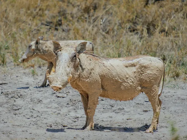 Warzenschweine im Etosha-Park