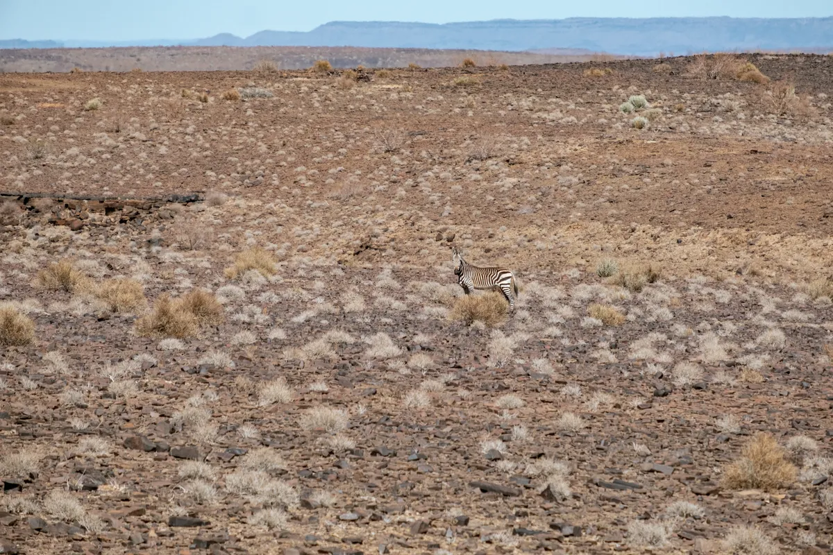 Zebra in Steppe Fish River Canyon