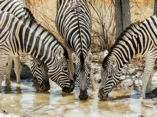 Zebras trinken an Wasserloch