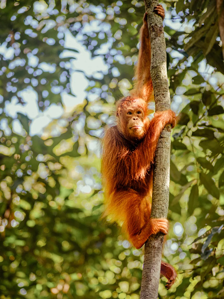 Orang Utan an Baumstamm