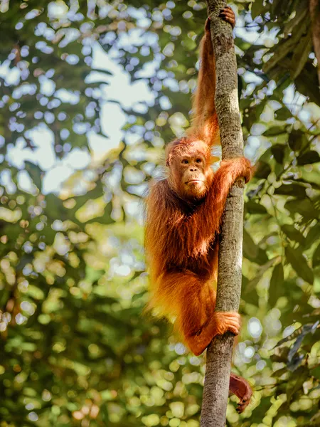 Orang Utan an Baumstamm