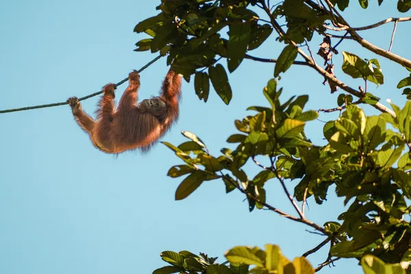 Titelbild für Erinnerungen an Borneo