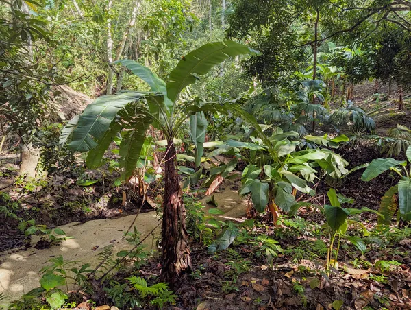 Tropenwald im Tayrona Park