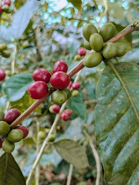 Kaffekirschen am Strauch