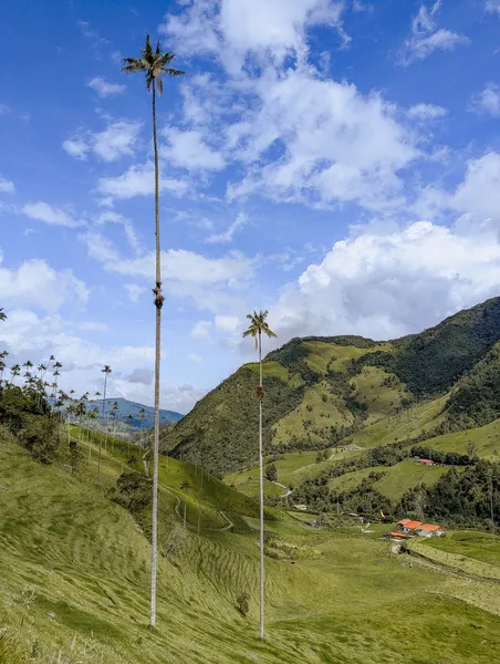 Wachspalmen im Valle de Cocora