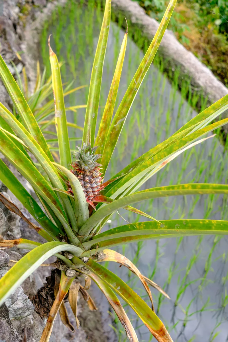 Ananasfrucht am Rande eines Reisfelds